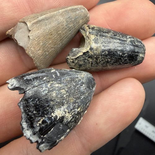 Fossil alligator teeth from - fossil,